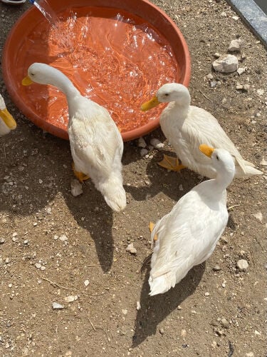 1بط مالارد+5 بكيني 
