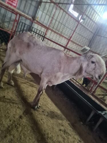 فحل سوداني جداع صنف