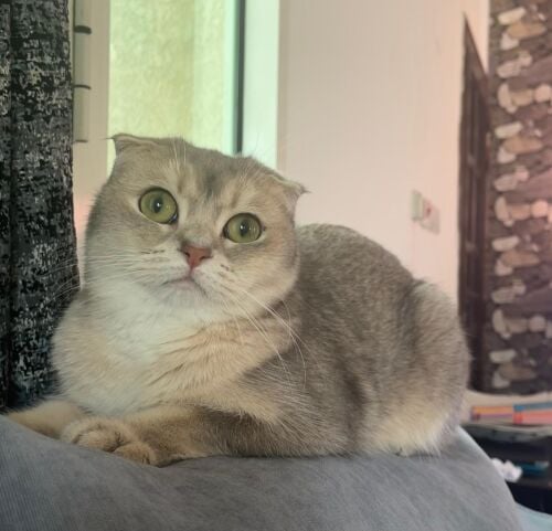 سكونش فولد بيور