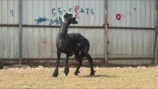 للبيع فحل نجدي اصقع صنف فاخر