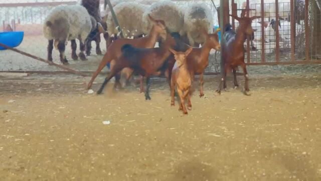 اللبيع عمناينة