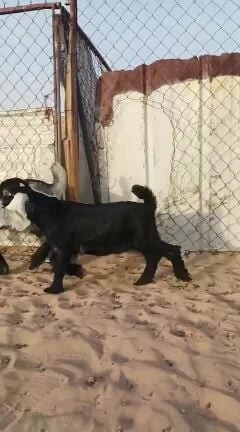 ذبايح تيوس 