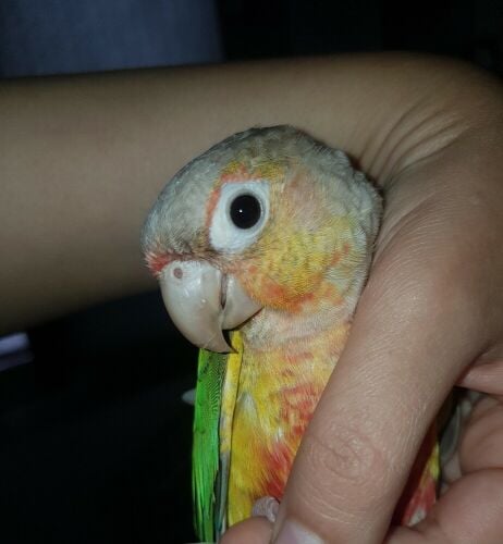 Pineapple Conure