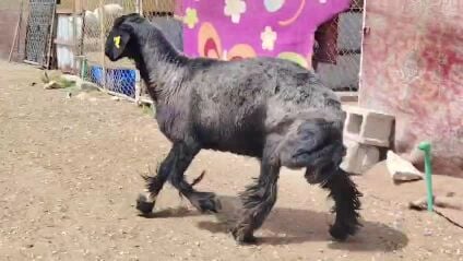 للبيع شاه عربيه دافع شرررط