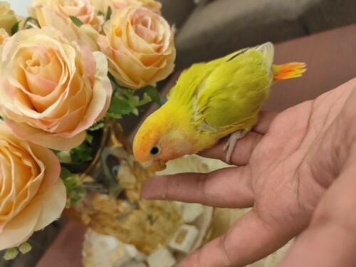 Hand Tamed Lovebird