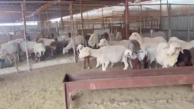 شويهات وليد طيبه