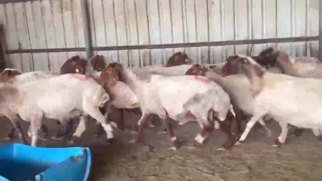 شويهات سوريه طيبه دفيع شرط