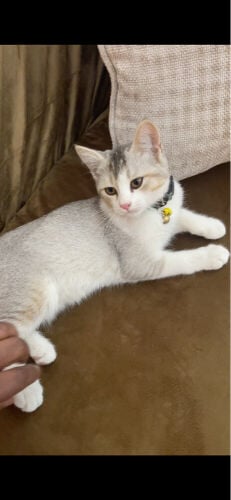Scottish Fold cats