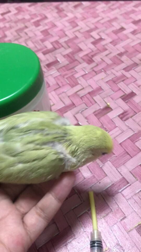 Rose bird 