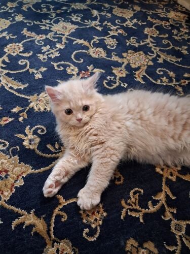 Persian kittens for adoption