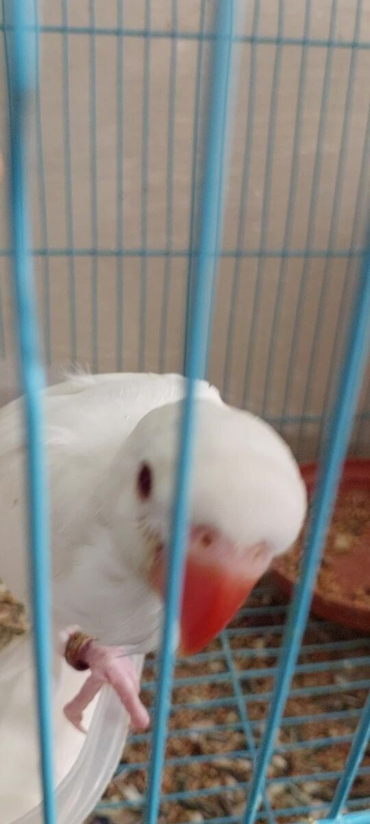 albino Ringneck chicks