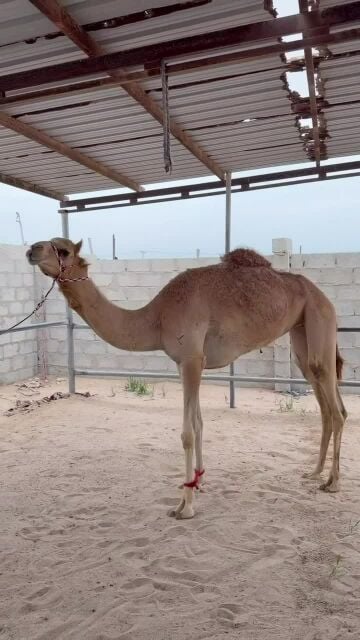 للبيع بكره لقيه طيبه