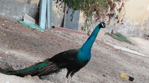 green peacock