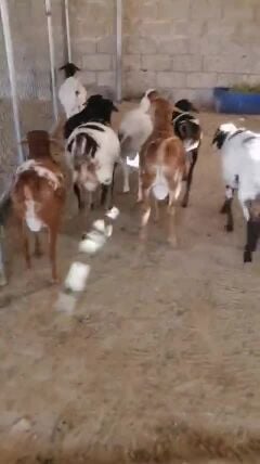 طلينا برابر طيبه ماشاء الله