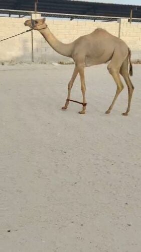 مفروه تروح حقه