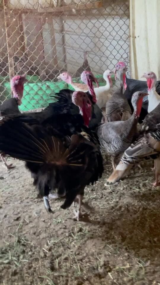 للبيع رومي بياض 