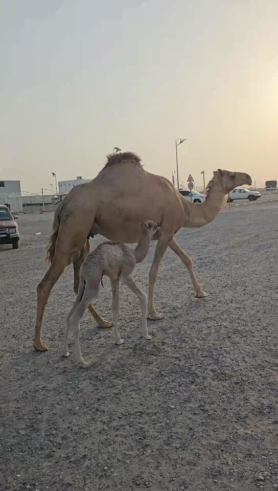 ناقه عمانيه طيبه تحته قعود