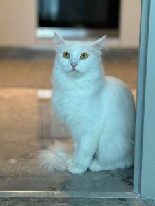 Adopt Bianca