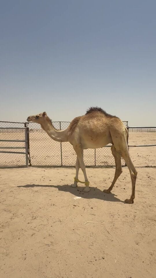 قعود حق للبيع 