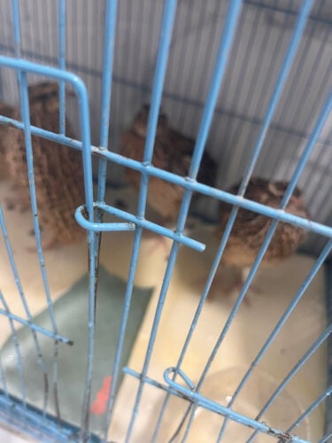 quail birds for sale 