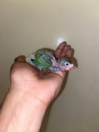 love bird chick for sale 