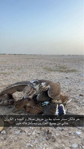 حر بيعه مستعجل 