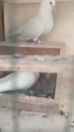 مكاوي عرعر منتج