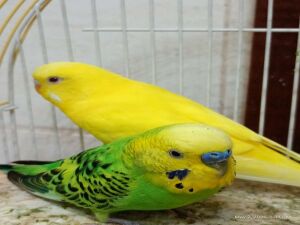 Budgie bird