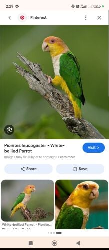 cauique parrot