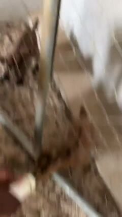 التواصل واتساب