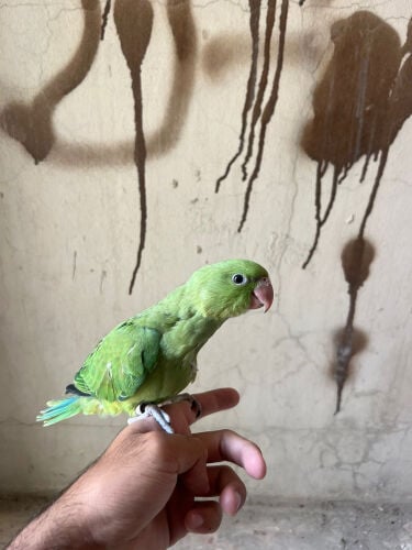baby ring neck