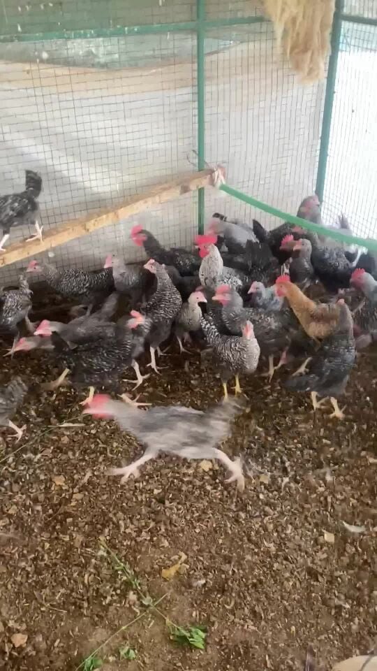 للبيع ديكه 