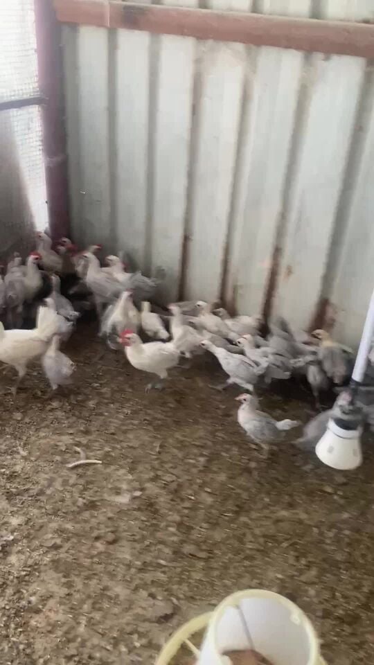 للبيع فيومي المنيم 