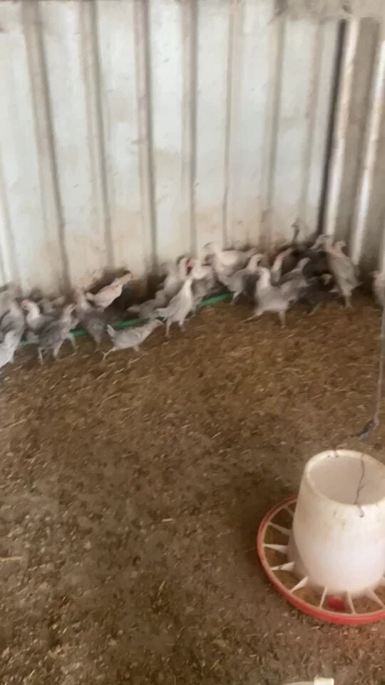 للبيع فيومي المنيم