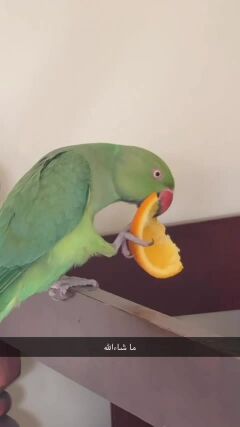 Durra parrot