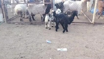 طليان تربيه