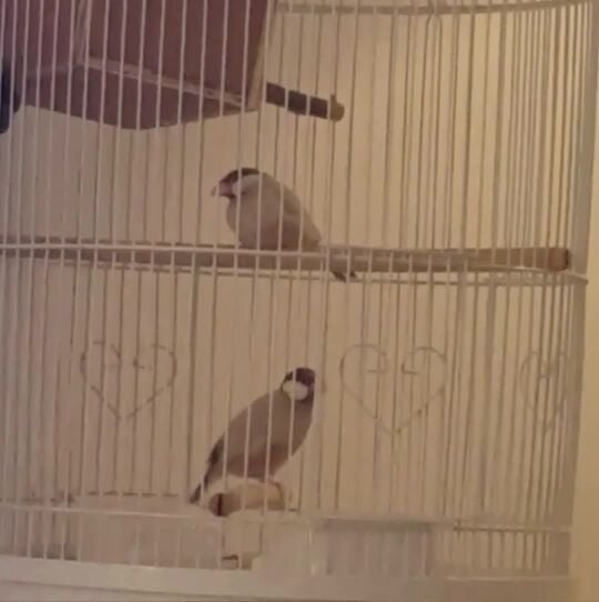 زوج جاوا ڤون