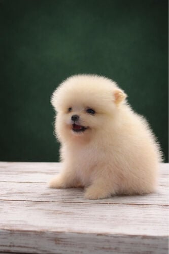  Mini Pomeranian puppy