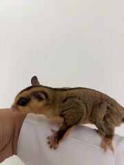 سنجاب الطائر 