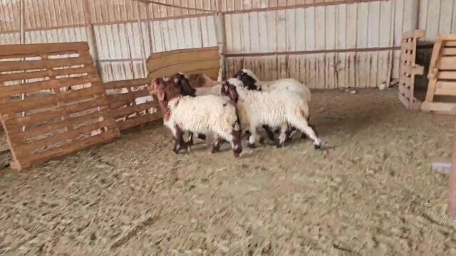 للبيع رخال وطلي سوريات طيبه