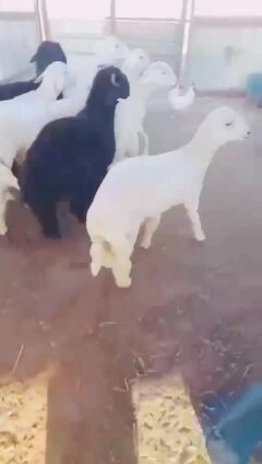 للبيع خرفان اضاحي انتاج عزبة بر