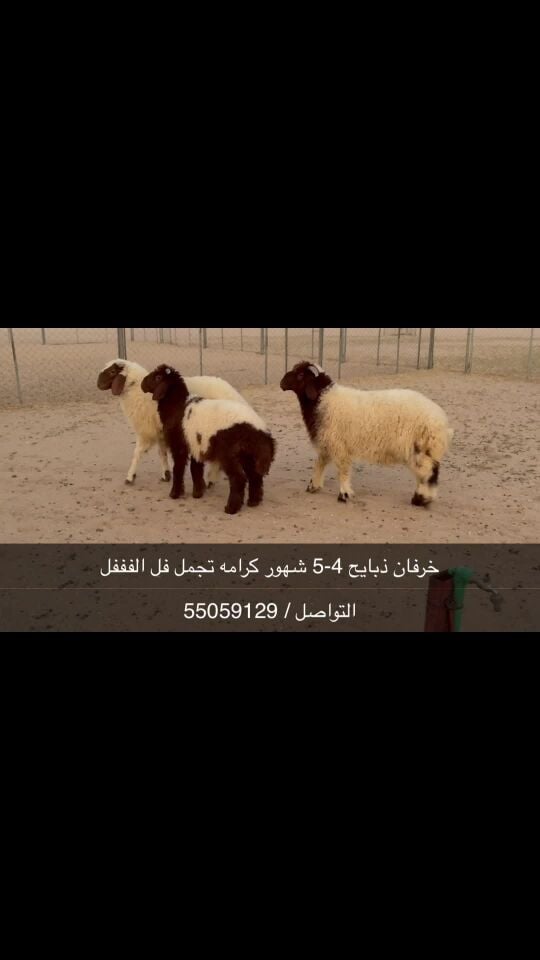 كرامه فففل 