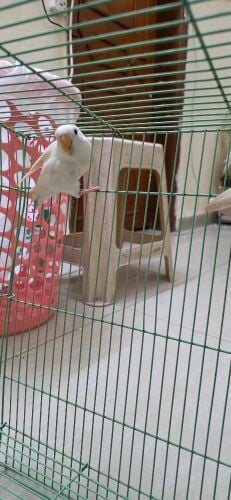 love bird