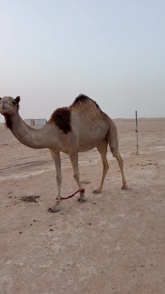 للبيع