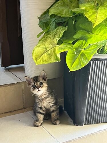 ScottishShortHair 1yearCat,1 Kitten