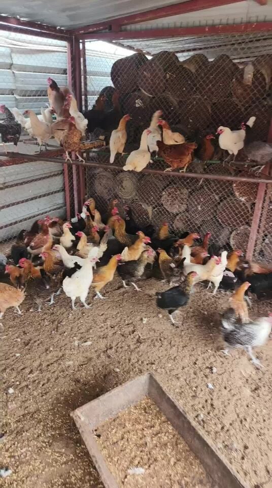 دجاج بلدي