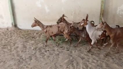 للبيع معزه عمانيات جيشيات