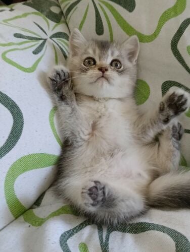 Sanchilla Baby cat