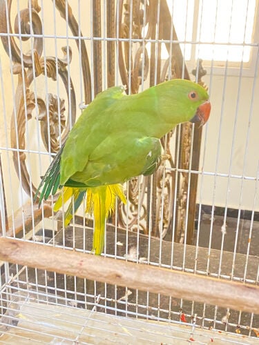 Green parrot with cage = Qr200