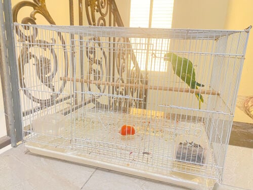 Green parrot with cage = Qr200